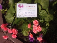 Спортивно-музыкальный праздник Гном-цветовод