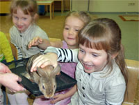 Животный мир земли