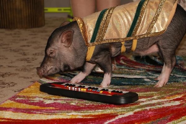 Что за чудо – эти поросята!